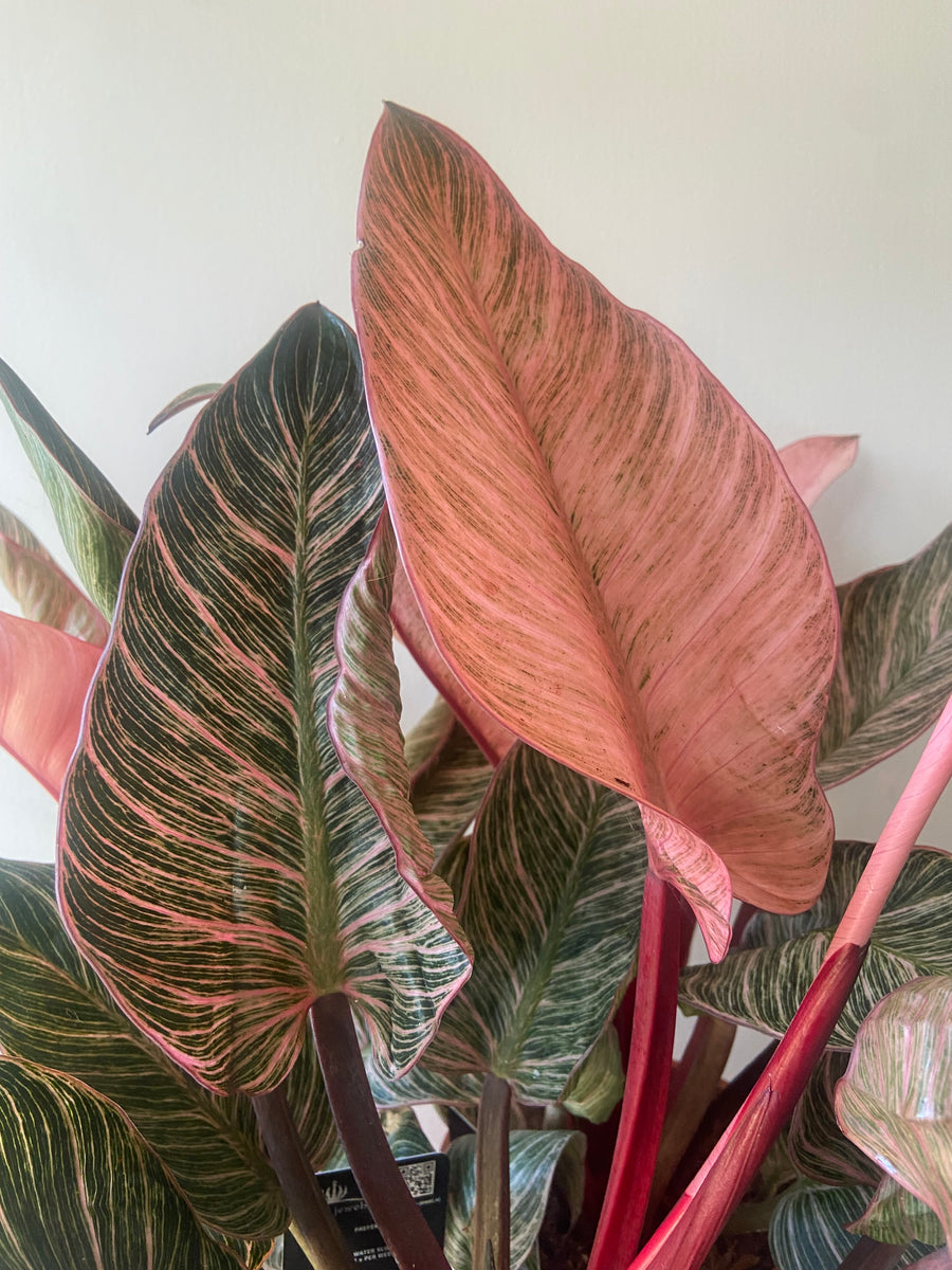 Philodendron Birkin Pink – POT&VESSEL
