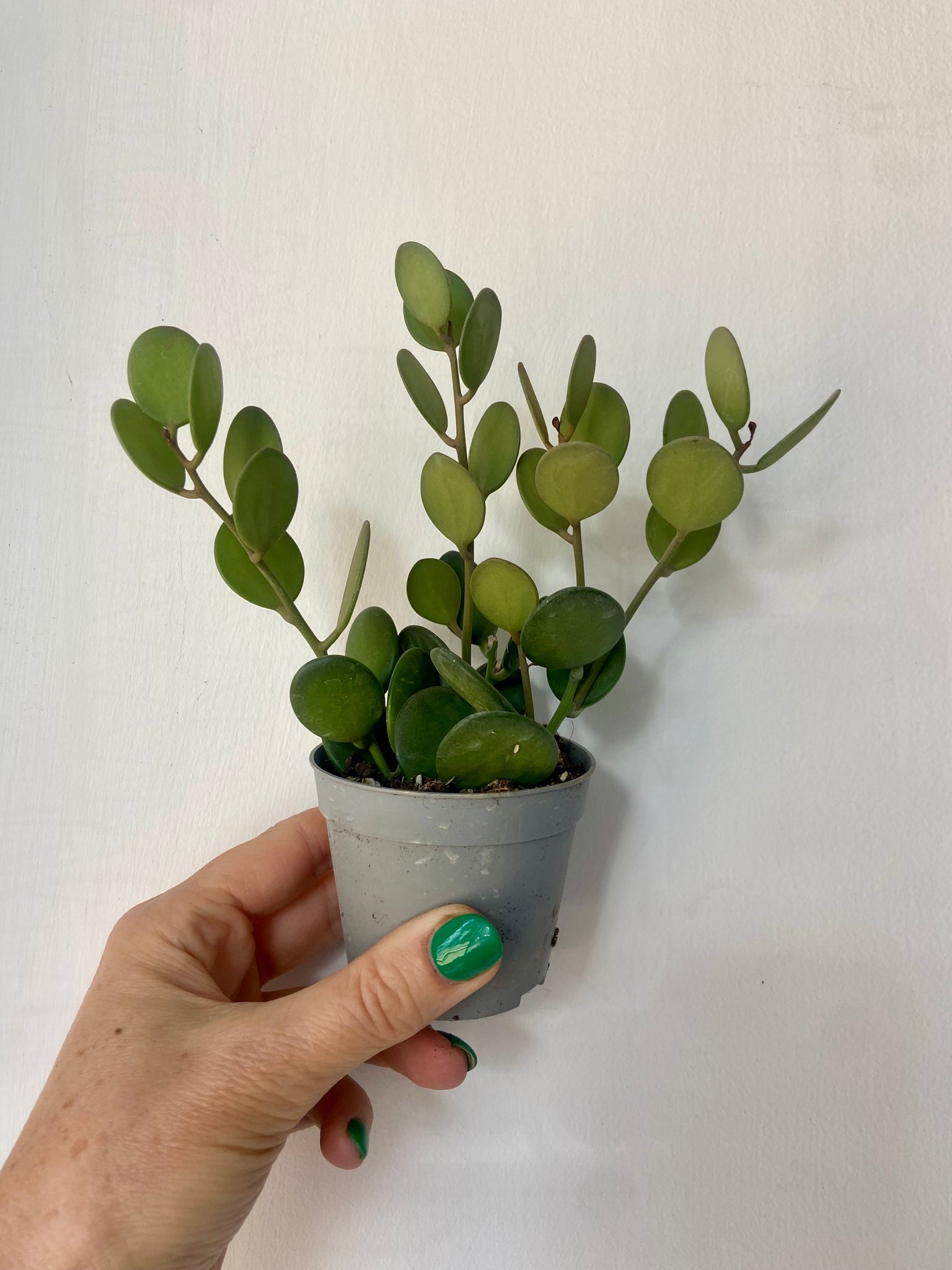 Nickel plant- Xerosicyos Danguyi