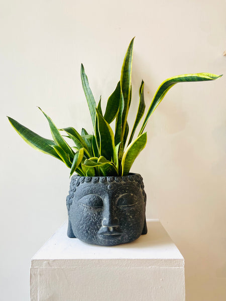 Buddha Pot Two Sizes