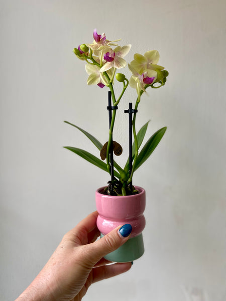 Mini Orchid Phalaenopsis in coloured ceramic pot
