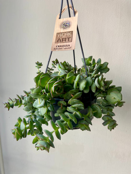 Crassula Hottentot (String of Buttons)