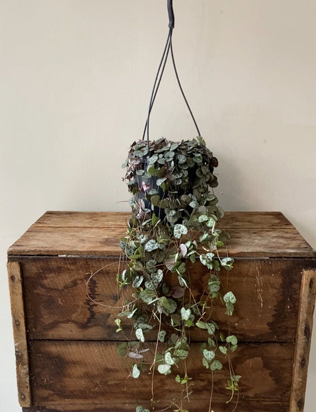 Ceropegia Woodii - String of Hearts