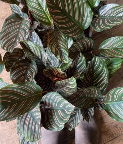 Calathea Sanderiana Ornata