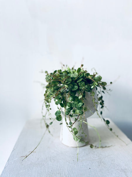 Peperomia Prostrata - String of Turtles