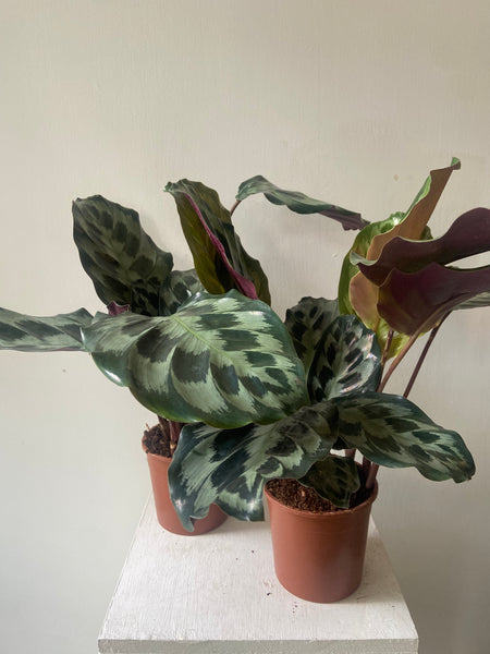 Calathea Kennedy