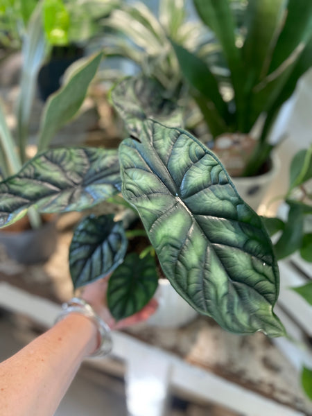 Alocasia Baginda 'Dragon Scale'