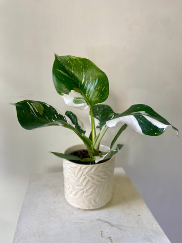Philodendron White Wizard