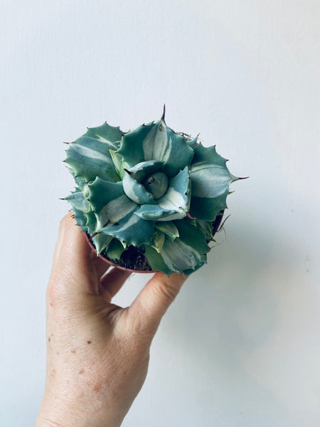 Agave Potatorum Ouhi-Raijin succulent