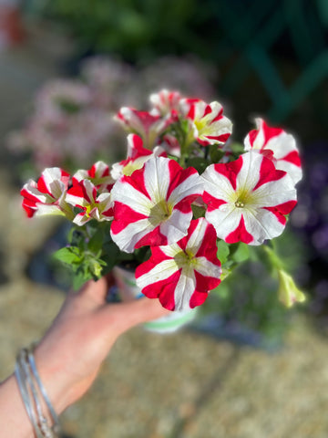 Petunia Amore 'King of Hearts' Red White