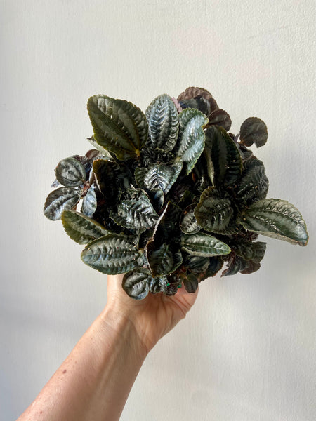 Pilea Norfolk