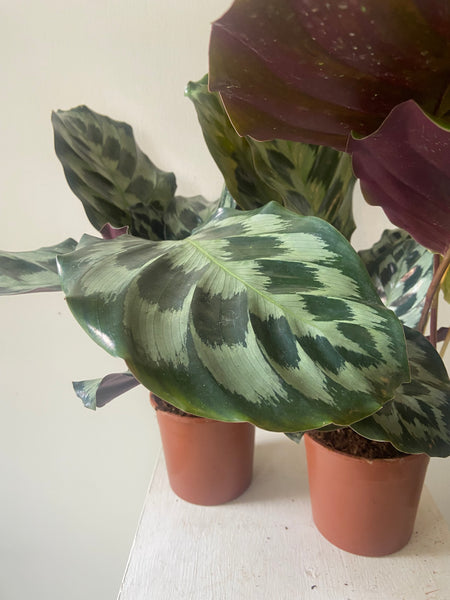 Calathea Kennedy