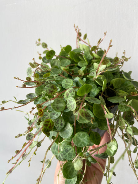 Peperomia Prostrata - String of Turtles