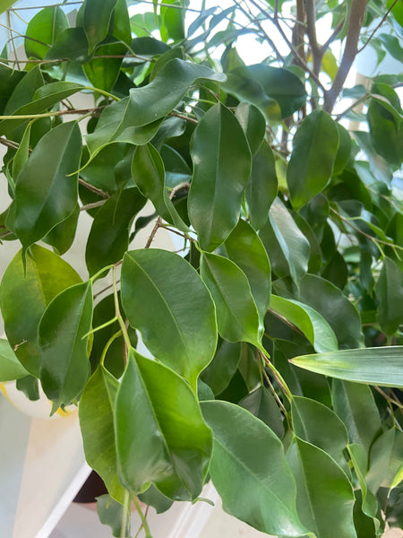 Ficus Benjamina- Weeping Fig two varieties