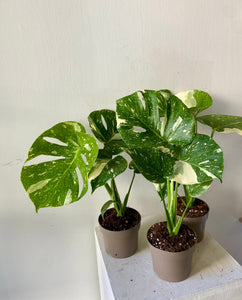 Monstera Thai Constellation