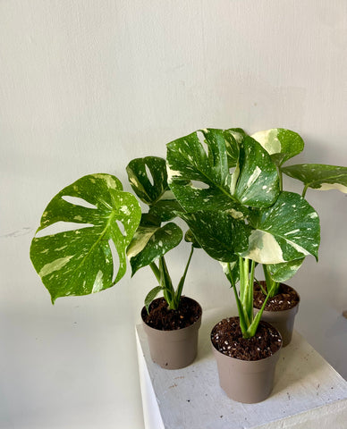 Monstera Thai Constellation