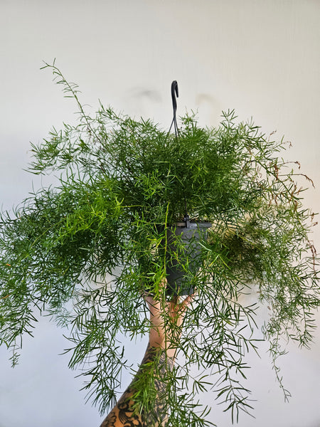 Asparagus Fern: Myersii