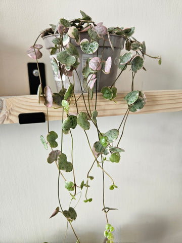 Ceropegia Woodii Variegated - String of Hearts