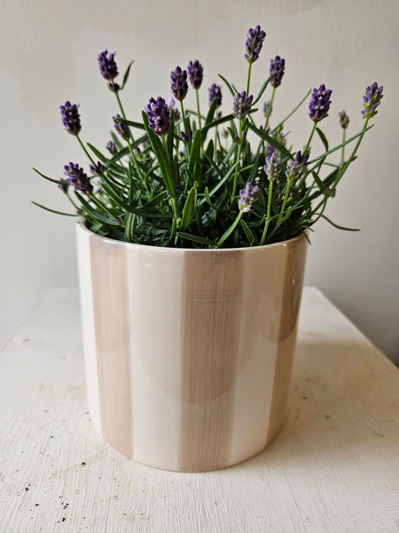 Stripe pot