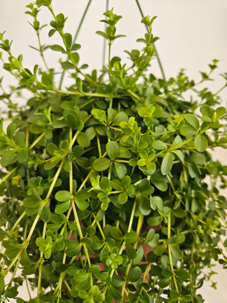 Peperomia rotundifolia