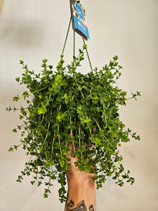 Peperomia rotundifolia