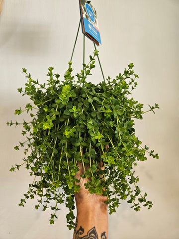 Peperomia rotundifolia
