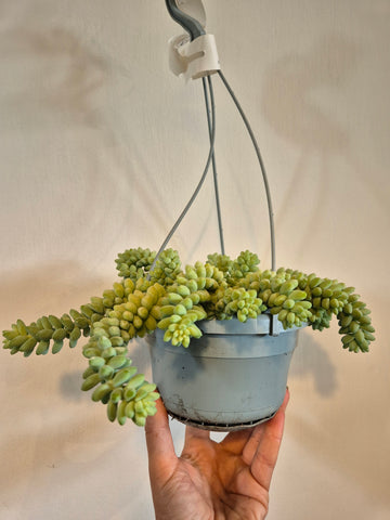 Burro Tail (Sedum Morganianum)