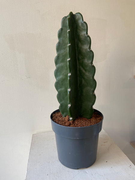 Cuddly Cactus (Cereus Jamacaru)