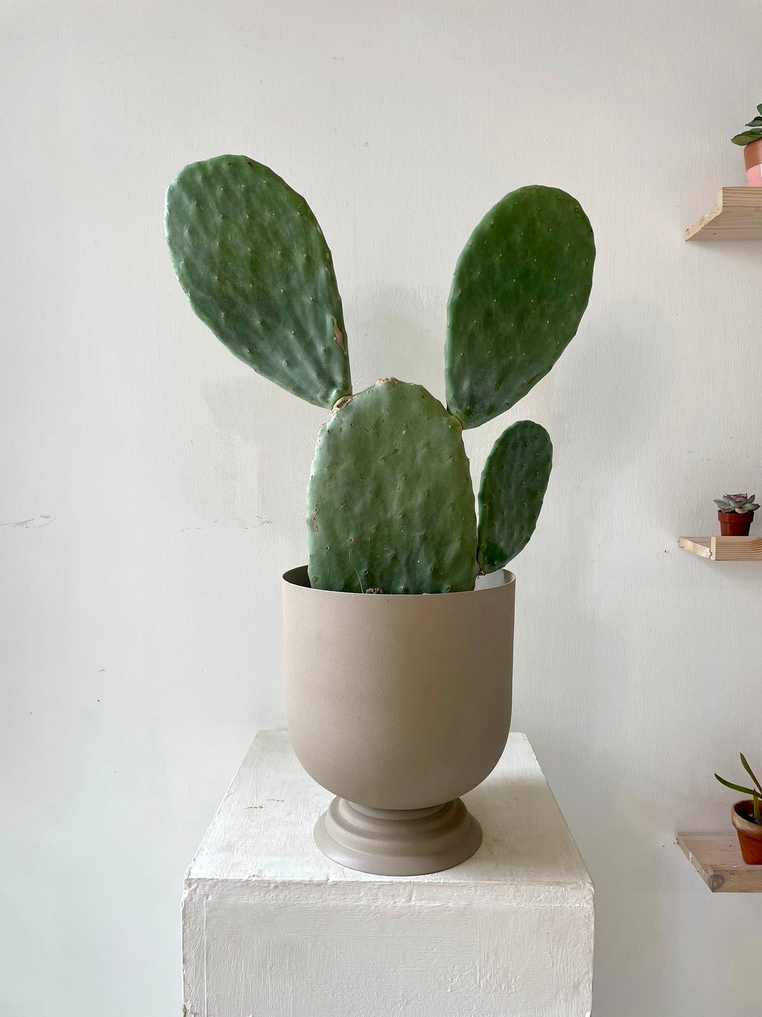 Opuntia Cactus