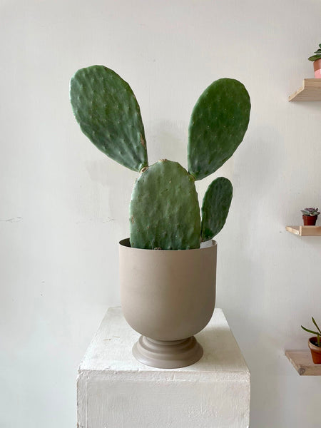 Opuntia Cactus