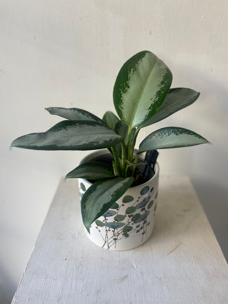 Aglaonema Silver Blue