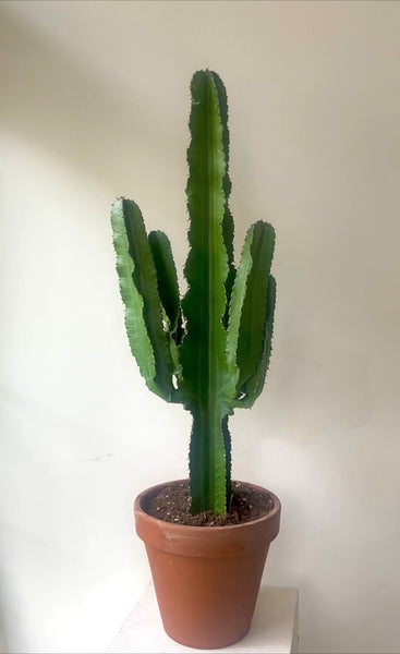 Euphorbia Ingens 'Cowboy Cactus'