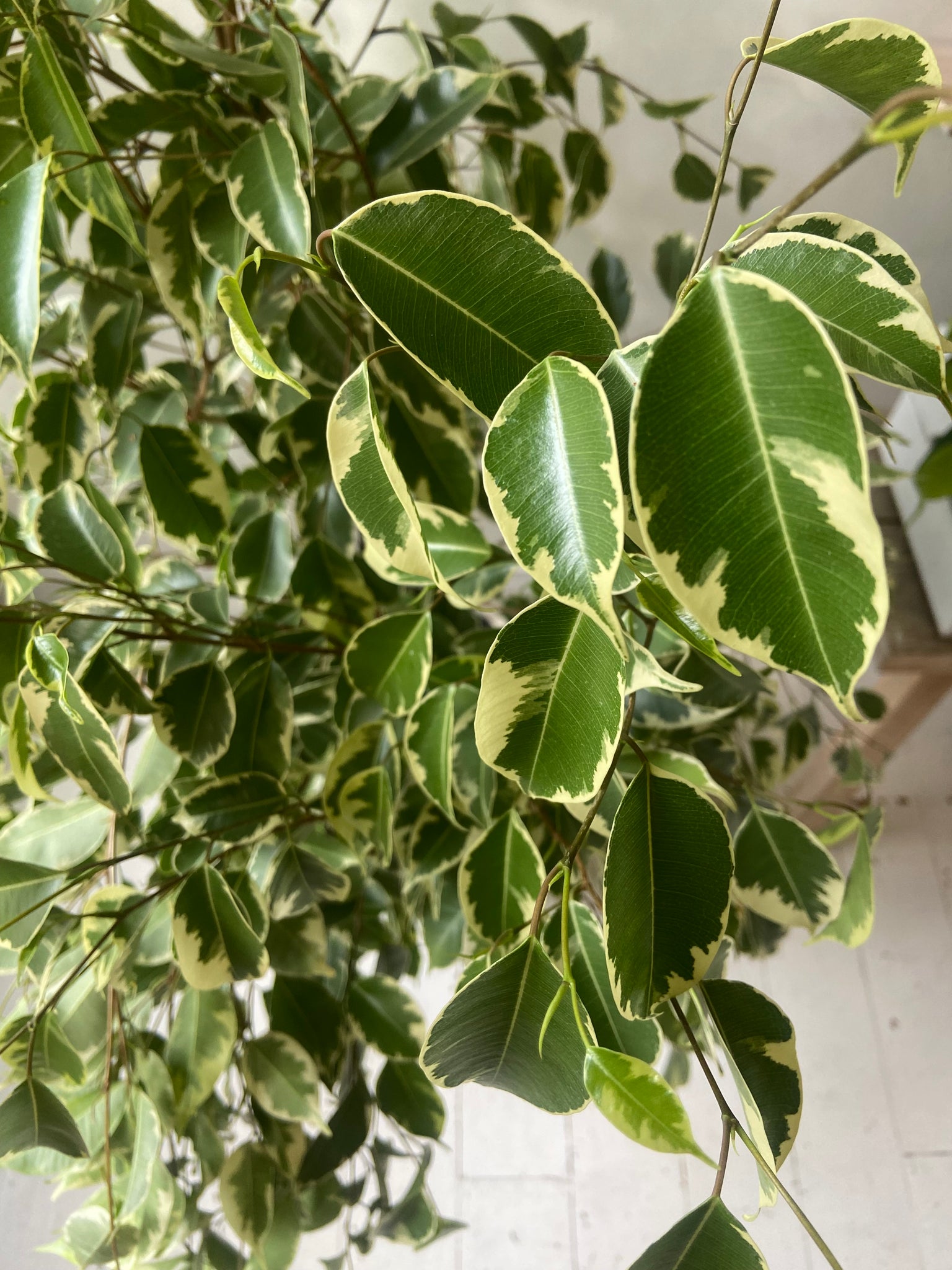 Ficus Benjamina- Weeping Fig two varieties