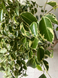 Ficus Benjamina- Weeping Fig two varieties