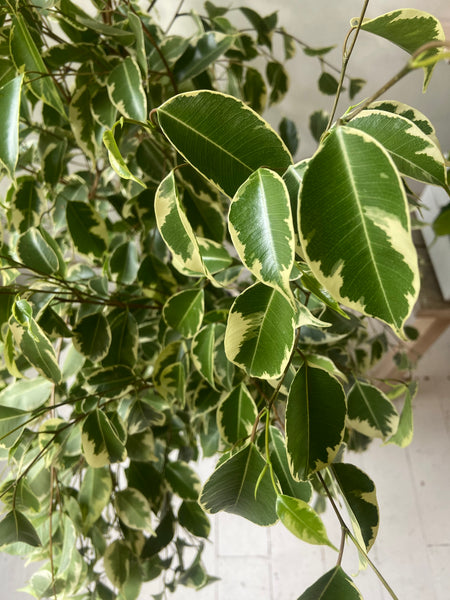 Ficus Benjamina- Weeping Fig two varieties