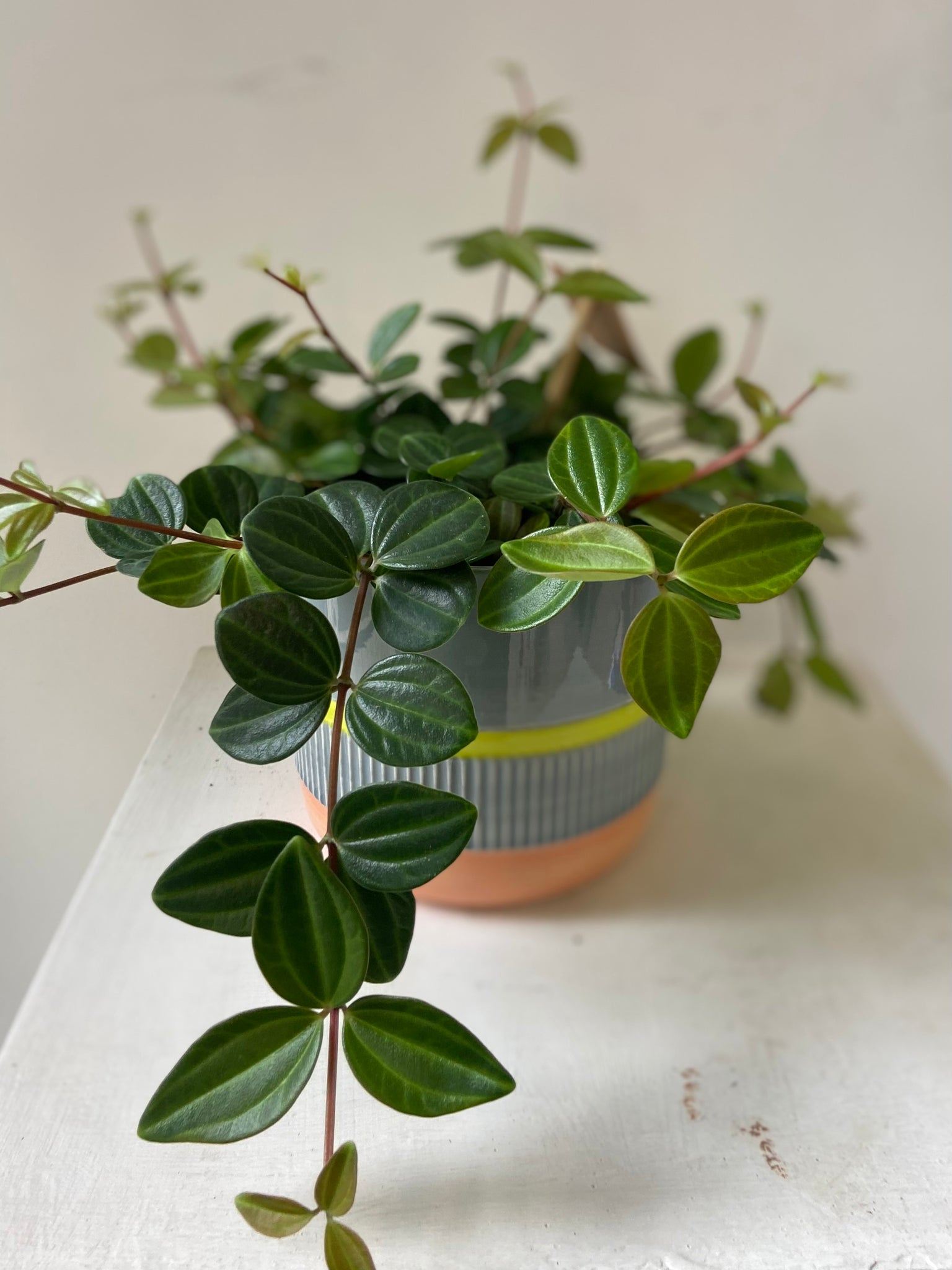 Peperomia Angluata Rocca Surco