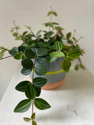 Peperomia Angluata Rocca Surco