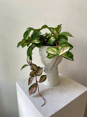 Hoya Tricolore