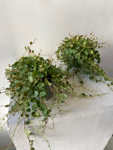 Peperomia Prostrata - String of Turtles