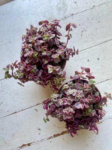 Crassula Marginalis