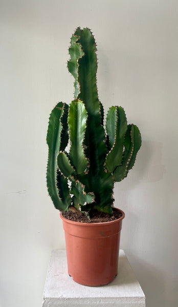 Euphorbia Ingens 'Cowboy Cactus'