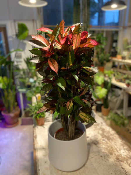 Croton Codiaeum 'Mrs. Iceton'
