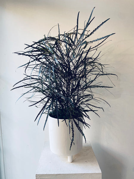 Dizygotheca Elegantissima (Spider Aralia)