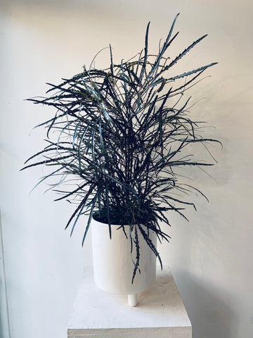 Dizygotheca Elegantissima (Spider Aralia)