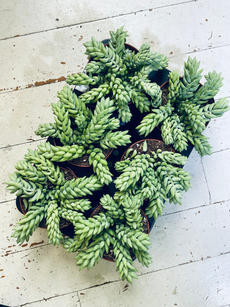 Burros Tail (Sedum Burrito) mini