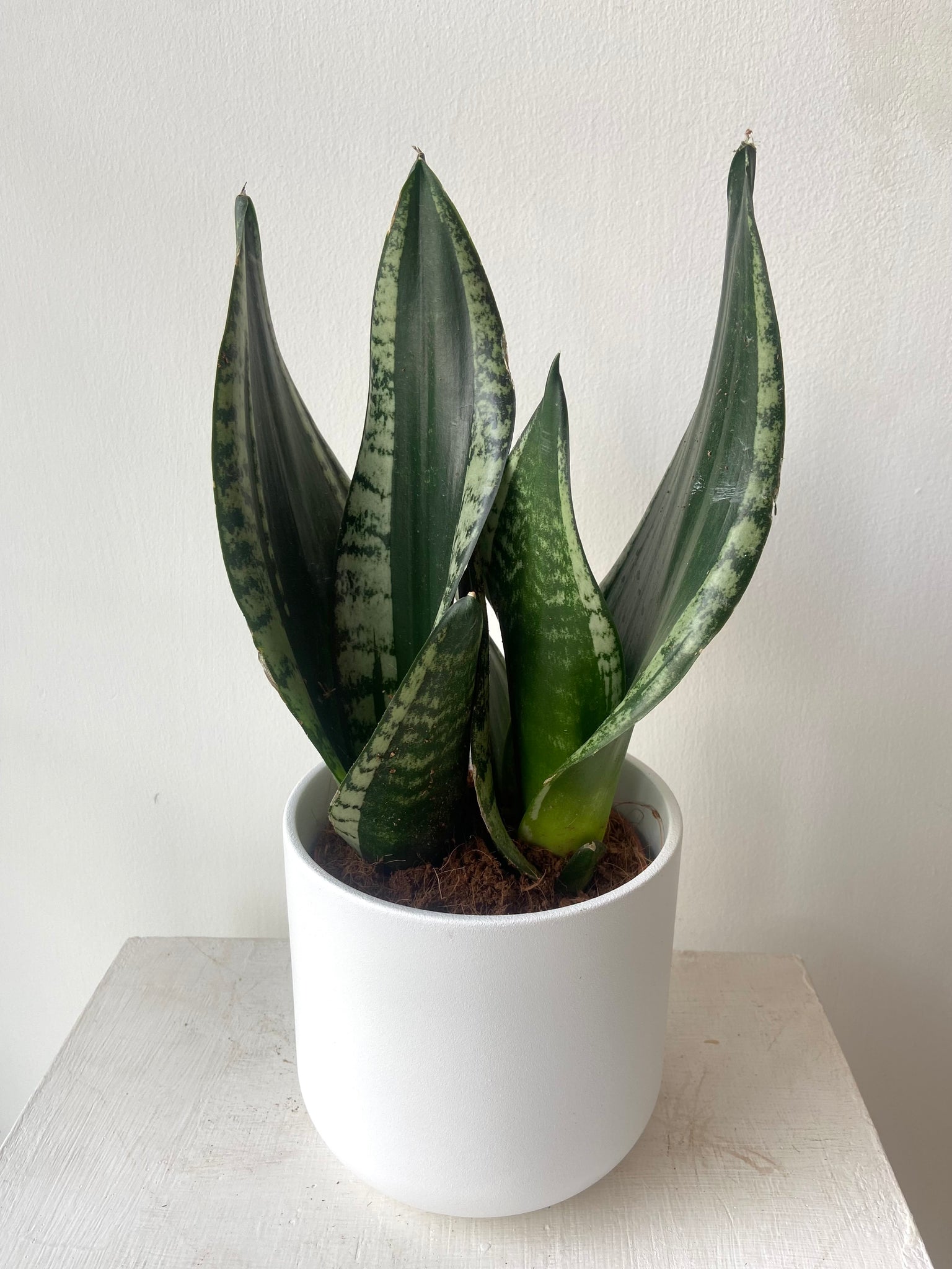 Sansevieria ‘Silver Flame’