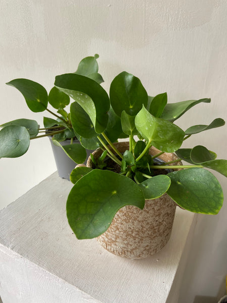 Pilea Peperomioides