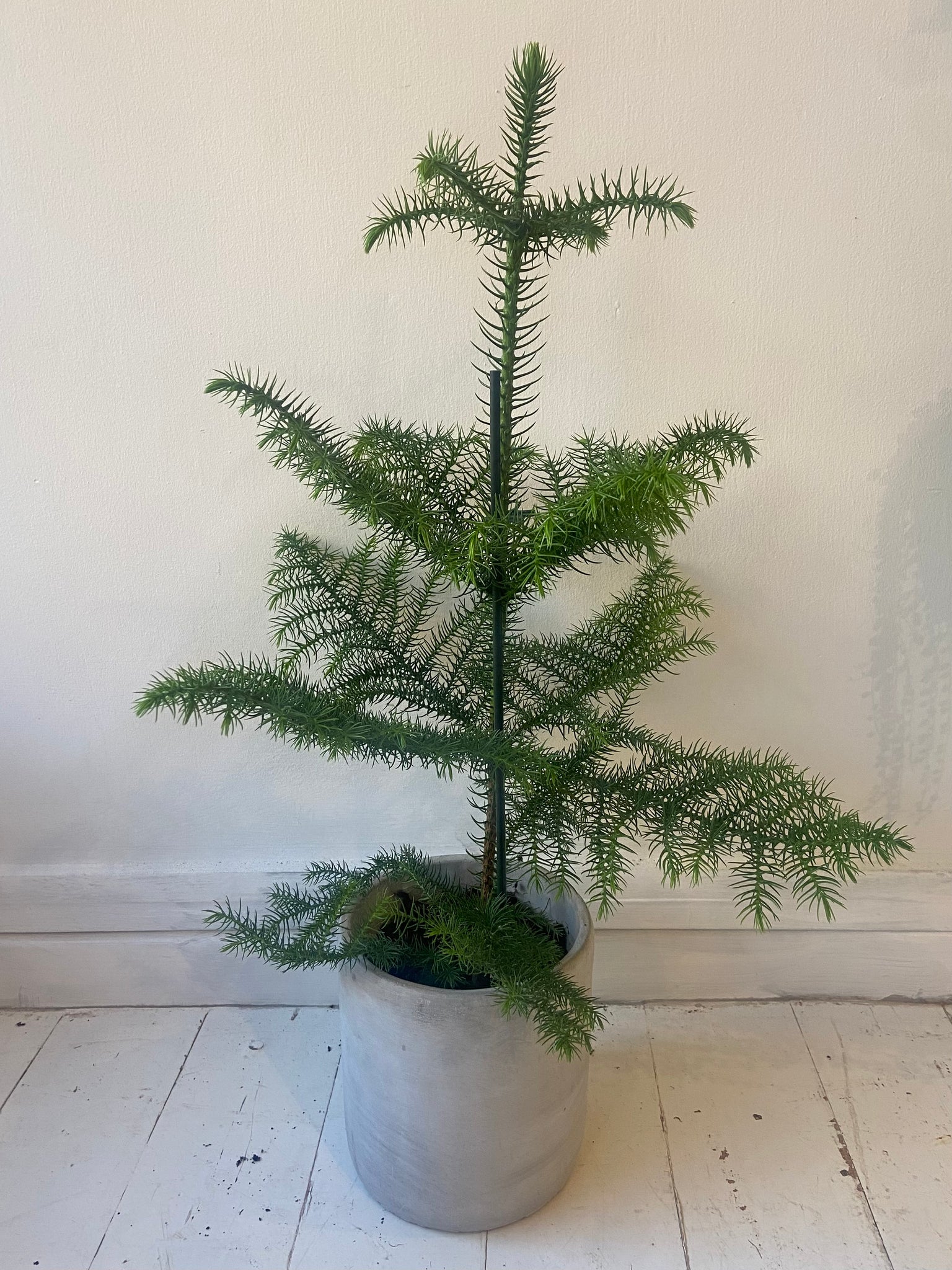 Araucaria Nordic Pine