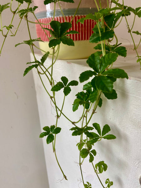 Cissus Striata