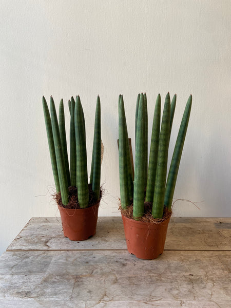 Sansevieria Cylindrica Straight