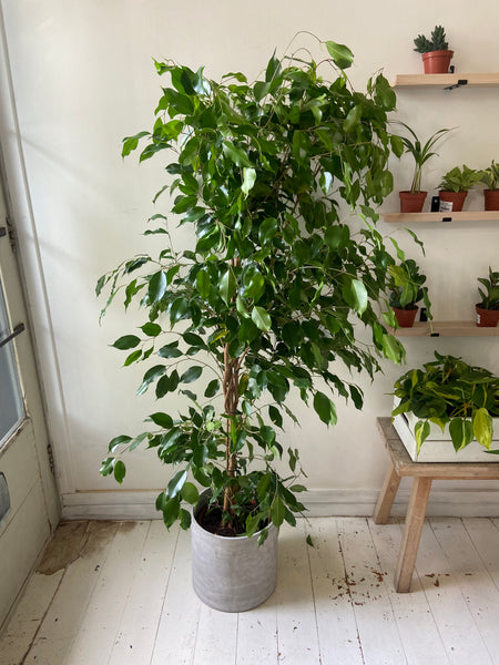 Ficus Benjamina- Weeping Fig two varieties